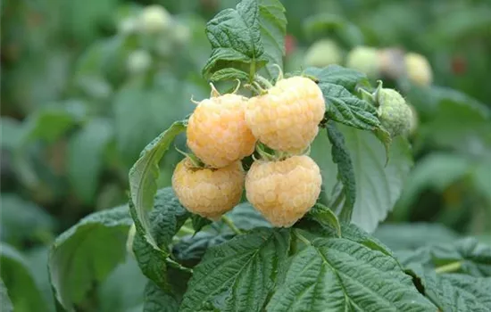 Rubus idaeus, gelb