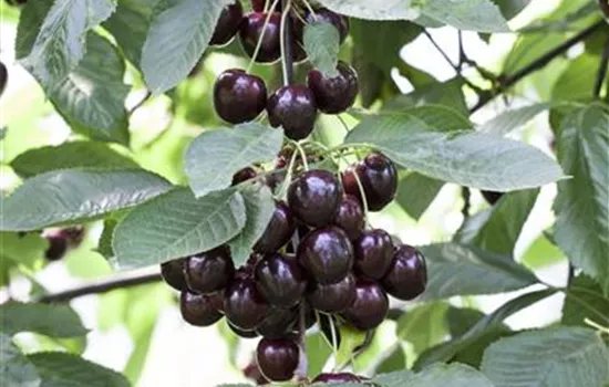Prunus cerasus 'Schattenmorelle'