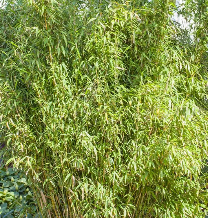 Fargesia murielae 'Standing Stone'®