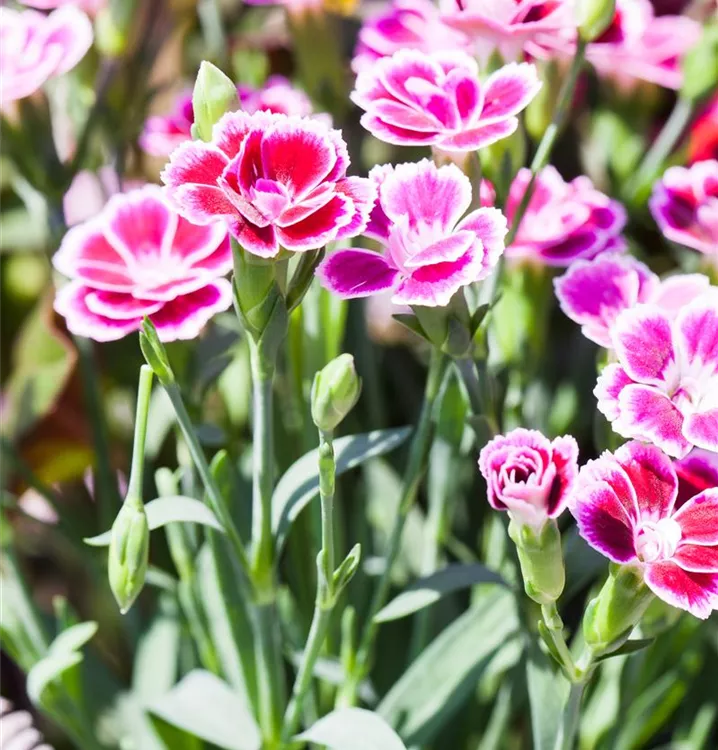 Dianthus 'Pink Kisses'®
