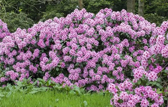 Ein Rhododendron-Spezial