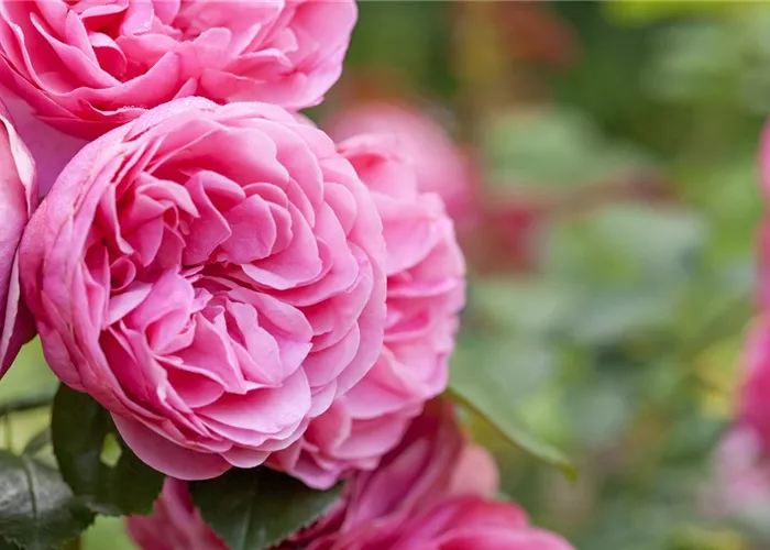 Der „Rosen-TÜV“