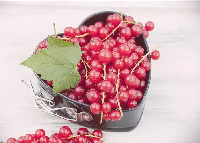 Johannisbeeren im Kübel