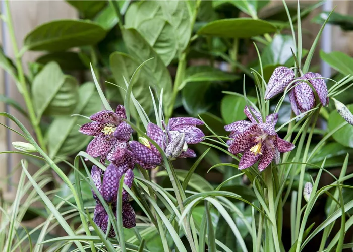 Schachbrettblume im eigenen Garten