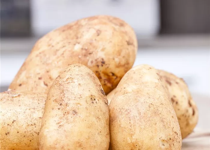 Frühkartoffeln ernten