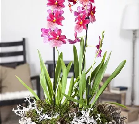 Indoorgarden, der Kleinstgarten mitten in der Stadtwohnung