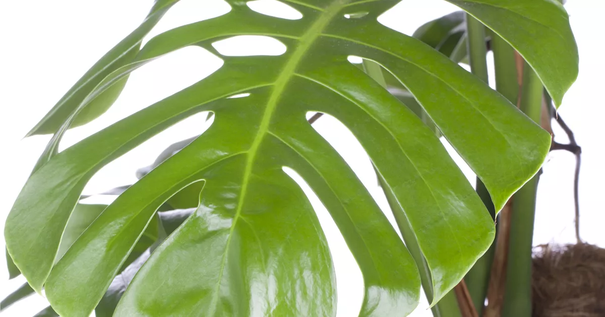 Monstera pertusum