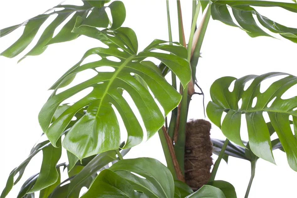 Monstera pertusum