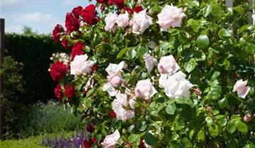1A Garten Markenseite