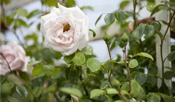 1A Garten Markenseite