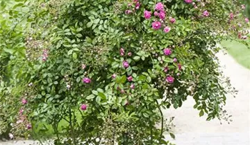 1A Garten Markenseite