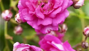 1A Garten Markenseite