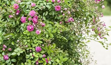 1A Garten Markenseite
