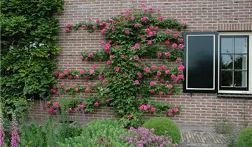 1A Garten Markenseite