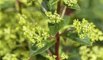 1A Garten Markenseite