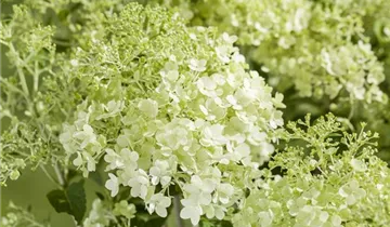 1A Garten Markenseite