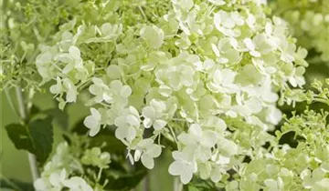 1A Garten Markenseite