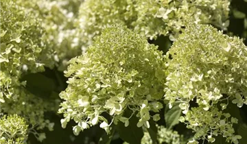 1A Garten Markenseite
