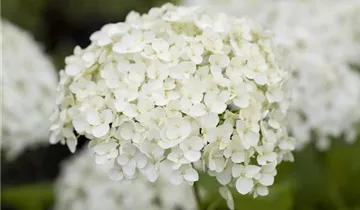 1A Garten Markenseite
