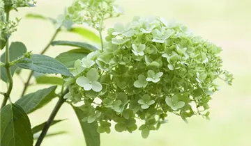 1A Garten Markenseite