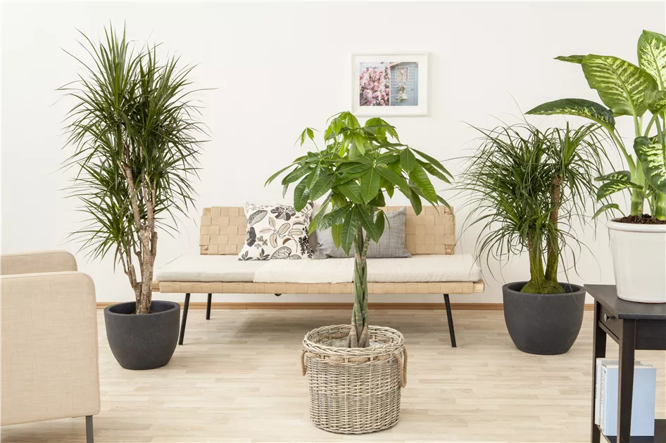 calathea white star kaufen Calathea Majestica ' White star ' main image 0