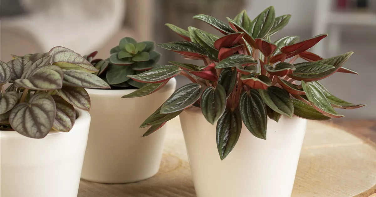 Peperomia