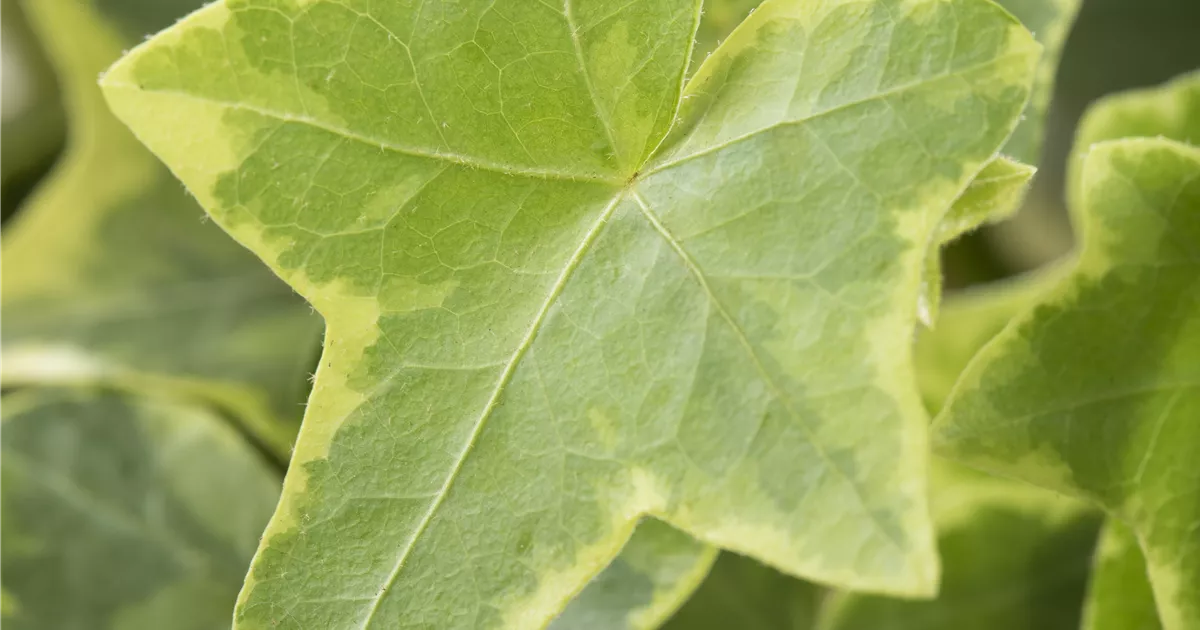 Hedera helix, gelb-grn