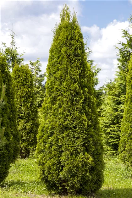 langzeitdünger topfpflanzen Kaufen Tropenpflanzen Langzeitdünger Pflanzendünger? ✓ Schneller Versand! –  Sybotanica main image 1