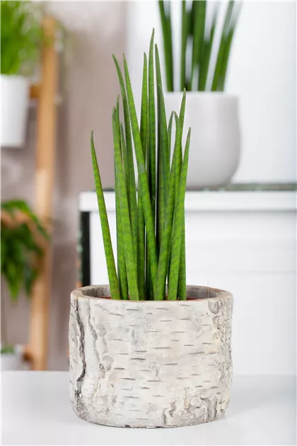 zeylanica snake plant Sansevieria