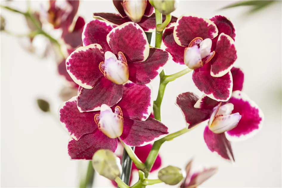 Phalaenopsis, rot