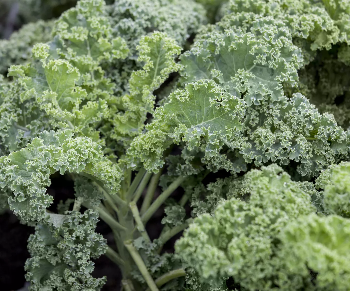 Leckeres Wintergemüse selber ziehen