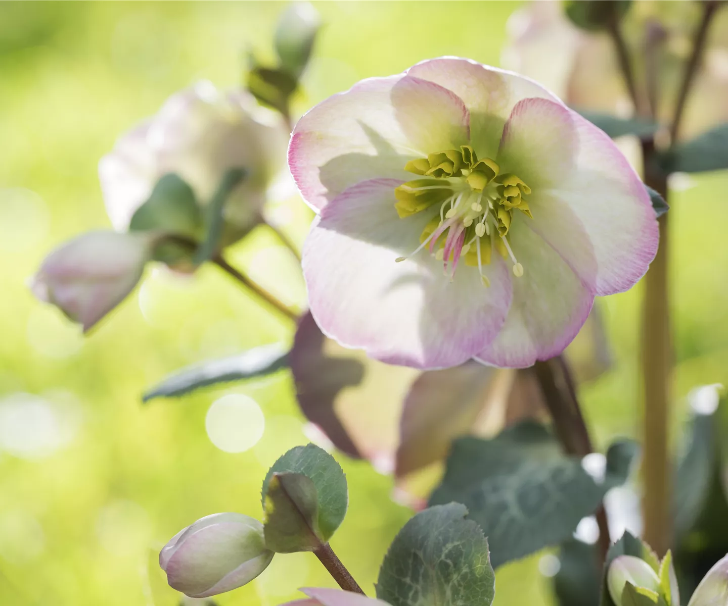 Christrose und Lenzrose