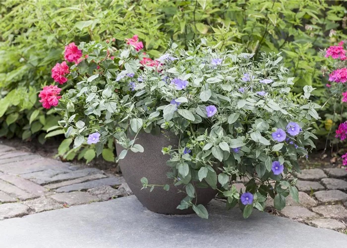 Kübelpflanzen gießen