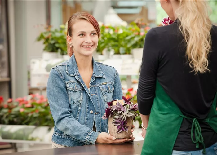 Pflanzen nach Einkauf vor Frost schützen