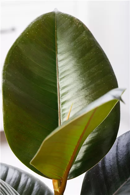 gummibaum kosten Ficus elastica Burgundy Zimmerpflanze 180cm kaufen main image 1