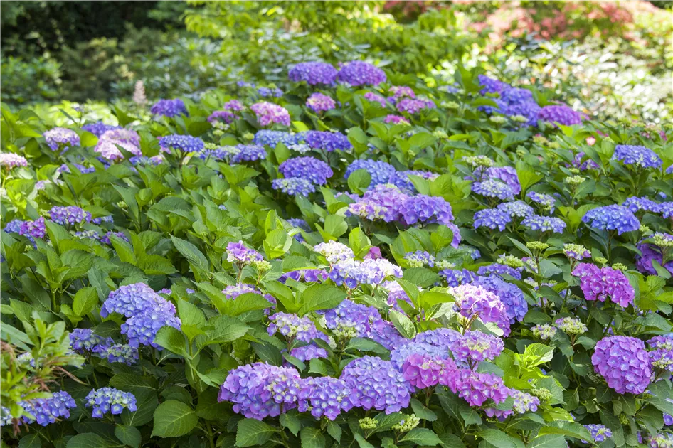 Hortensia macrophylla hotsell