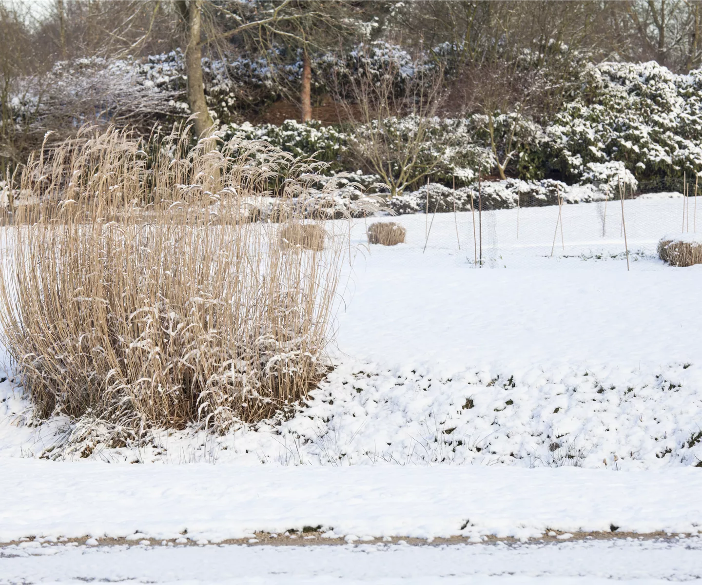 Gräser zurückschneiden