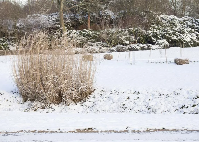 Gräser zurückschneiden