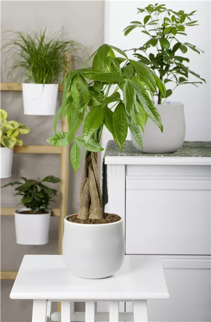 glcksfeder binden Glcksfeder | Zamioculcas zamiifolia