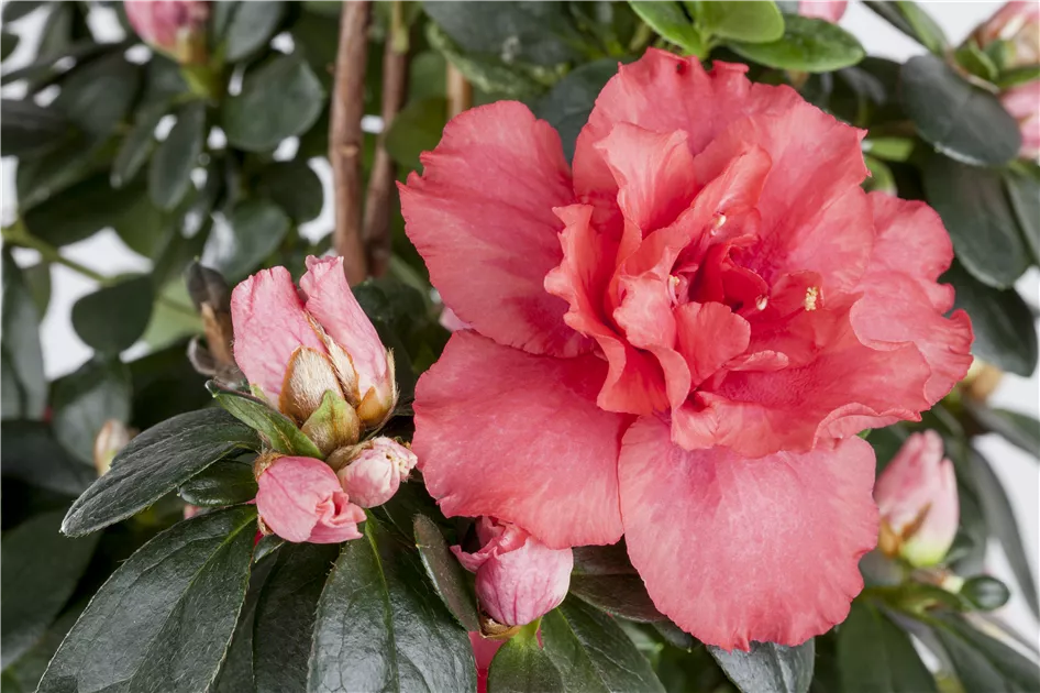 Rhododendron simsii