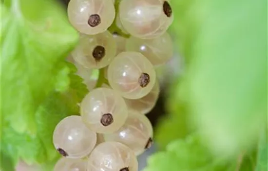 Ribes rubrum, weiß
