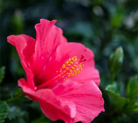 Hibiskus – die tropischen Schönen