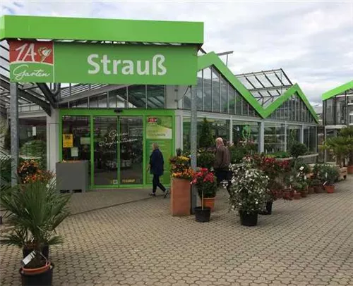 1A Garten Strauß