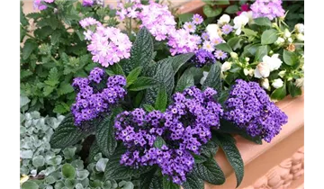 1A Garten Markenseite