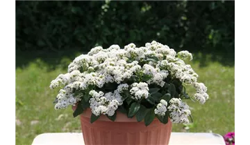 1A Garten Markenseite