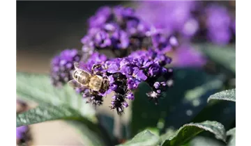 1A Garten Markenseite