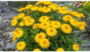 1A Garten Markenseite