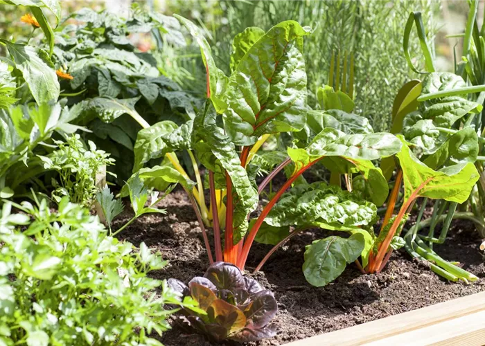 Beet mit Brettern schonen