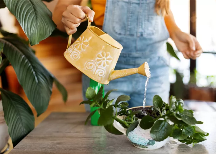 Pflegetipp des Monats