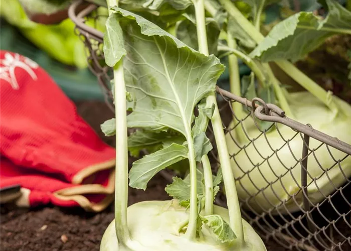 Kohlrabi pflanzen
